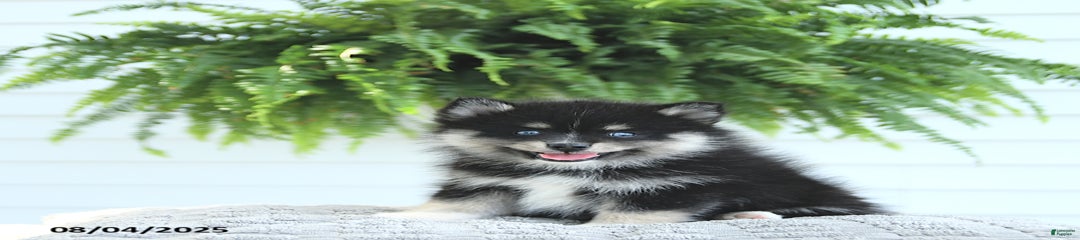 Baxter
