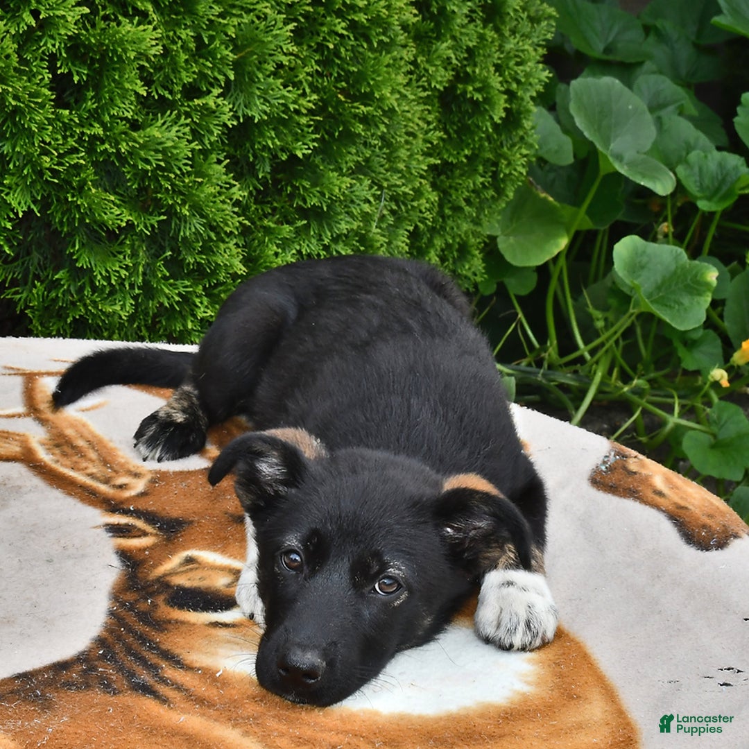 Norwegian Elkhound dogs for sale: Mia - Image 1