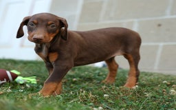 Doberman Pinscher dogs for sale: DIAMOND - Image 14