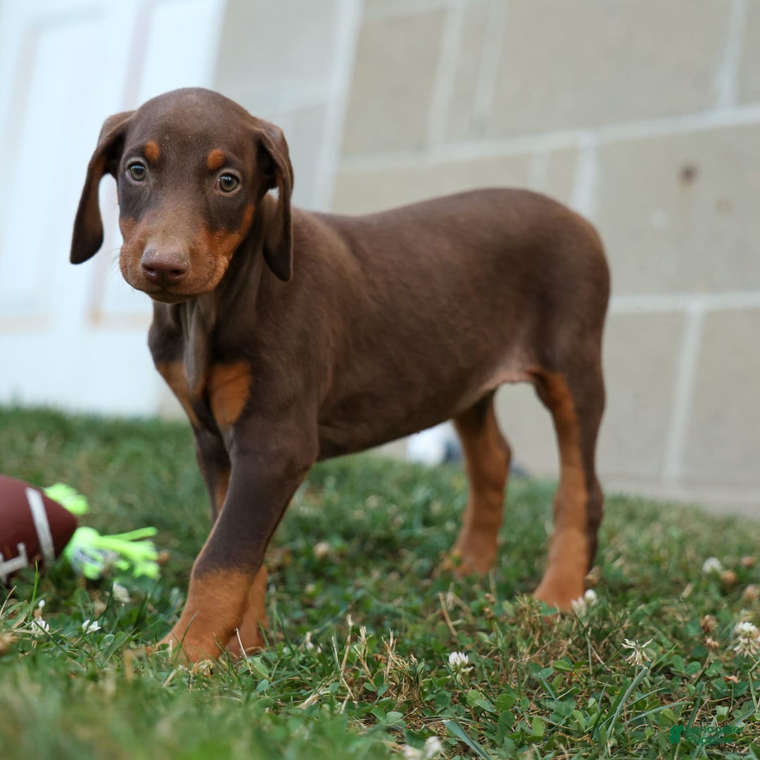 Doberman Pinscher dogs for sale: DIAMOND - Image 14