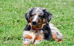 Miniature Australian Shepherd dogs for sale: Alex - Image 1