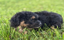 Aussiedoodle dogs for sale: Shiloh - Image 3