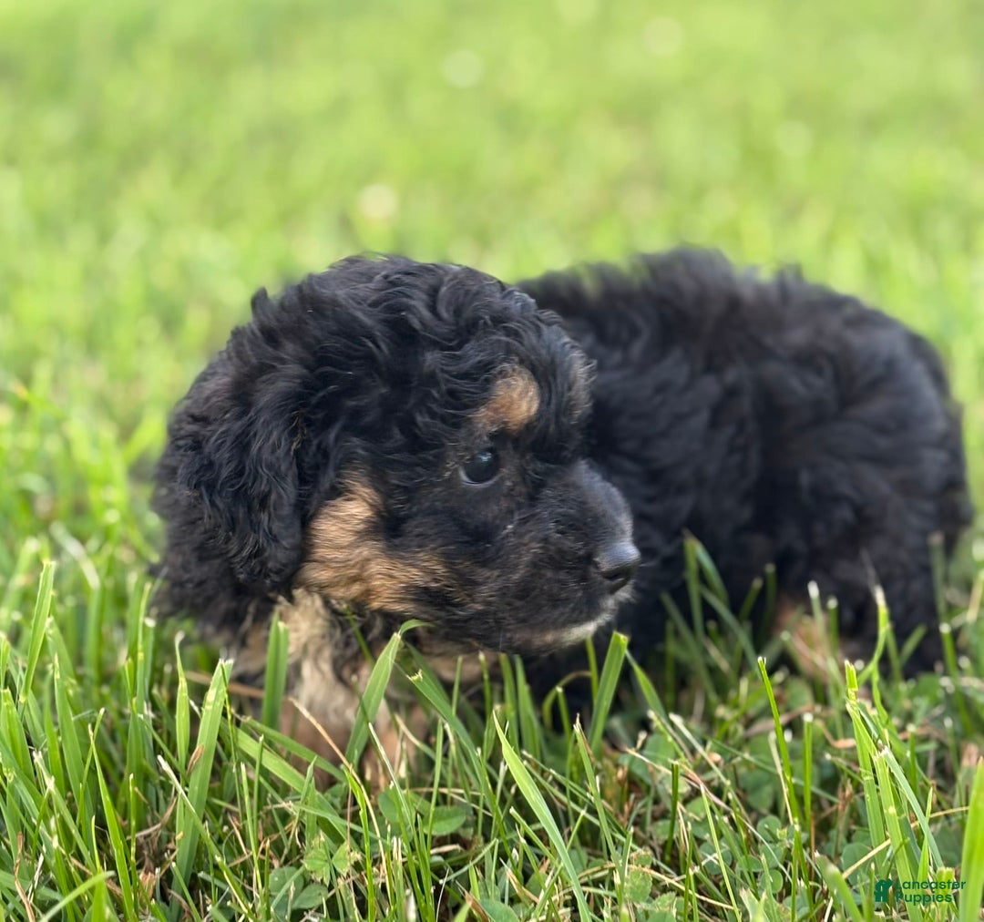 Aussiedoodle dogs for sale: Shiloh - Image 3