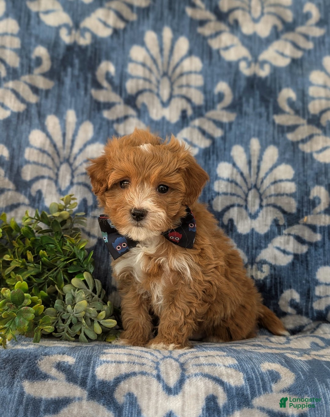 Maltipoo dogs for sale: Whitfield - Image 2