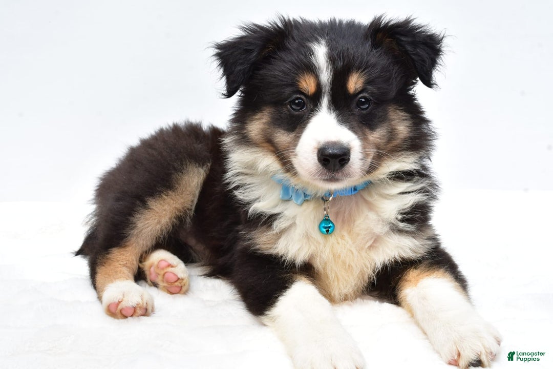 Australian Shepherd dogs for sale: Reese - Image 4