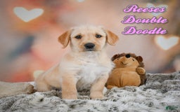 Goldendoodle dogs for sale: Reeses - Image 1