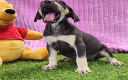 Catahoula Leopard Dog dogs for sale: Tess 2025 Female 1 - Image 10