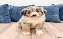 Australian Shepherd dogs for sale: Dusty - Image 5