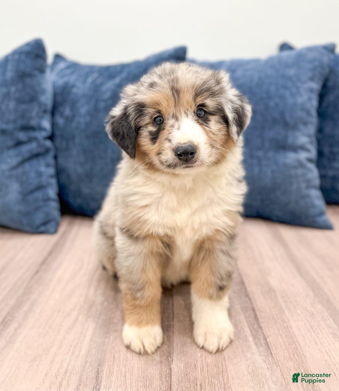 Australian Shepherd dogs for sale: Dusty - Image 5