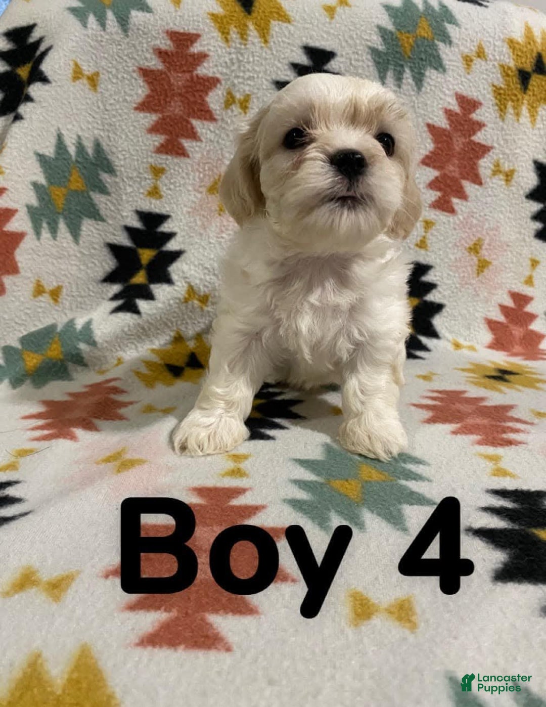 Cavapoo dogs for sale: Male 4 White With Tan - Image 1