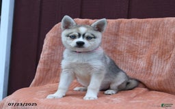 Alaskan Klee Kai dogs for sale: Cinderella - Image 4