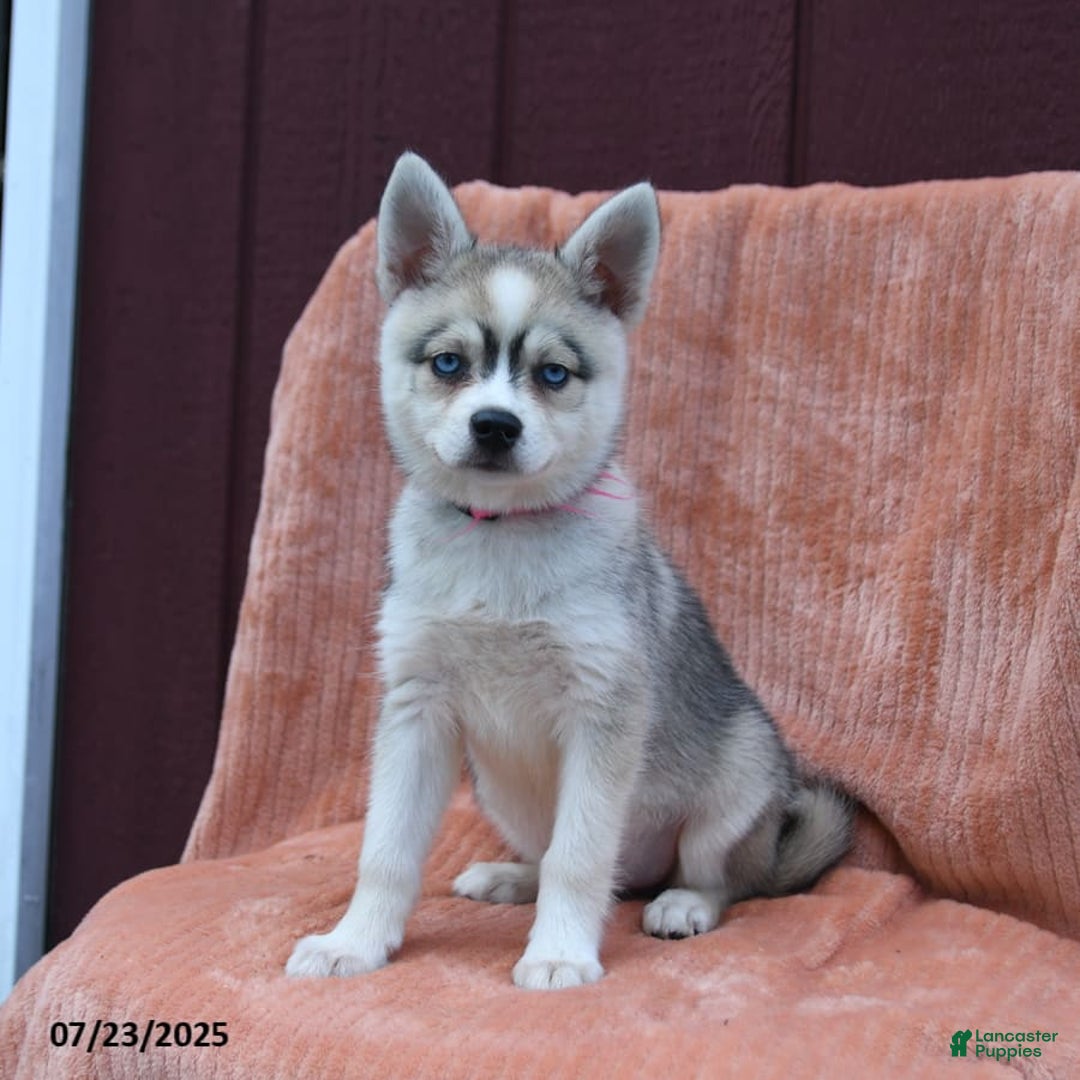Alaskan Klee Kai dogs for sale: Cinderella - Image 4