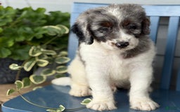 Mini Bernedoodle dogs for sale: Kaiser - Image 8