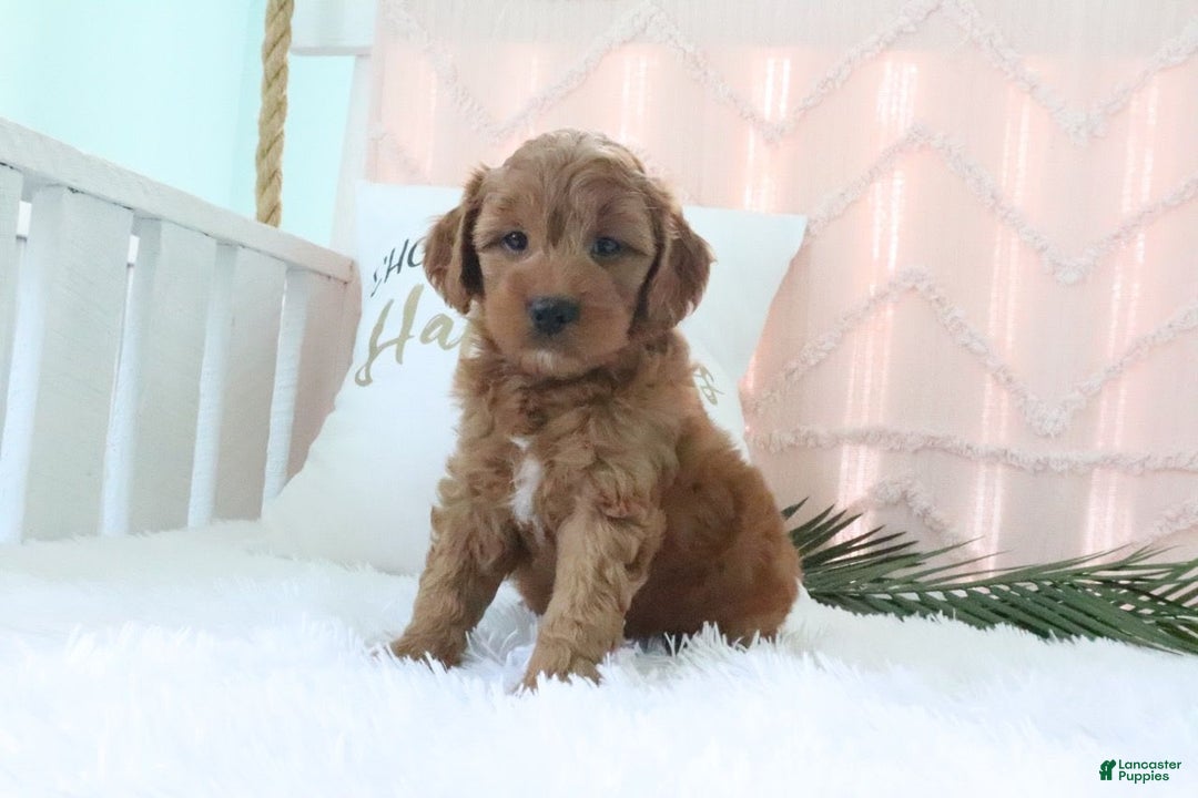 Mini Goldendoodle dogs for sale: Oakley - Image 3