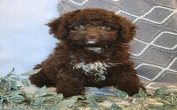 Cockapoo dogs for sale: Ellie - Image 5
