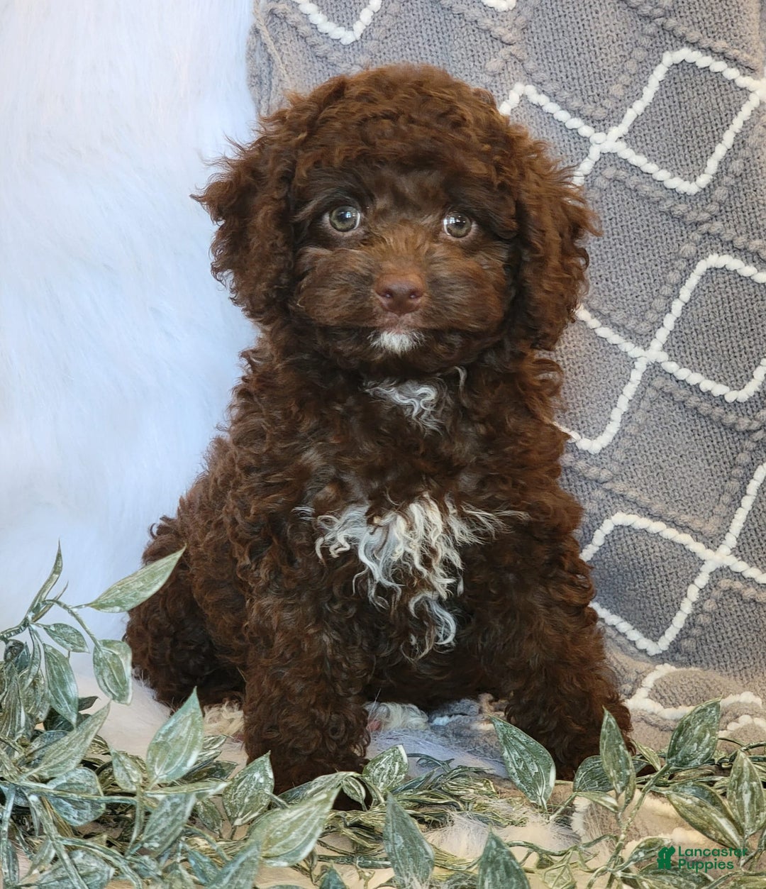 Cockapoo dogs for sale: Ellie - Image 5