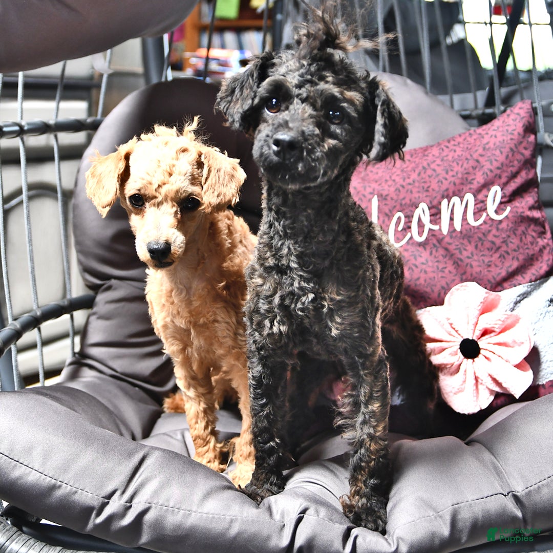 Toy Poodle dogs for sale: Aaron Ray - Image 1