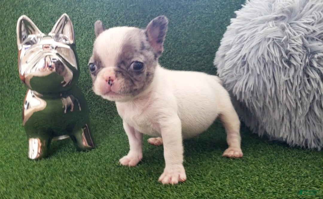French Bulldog dogs for sale: Mouse - Image 3