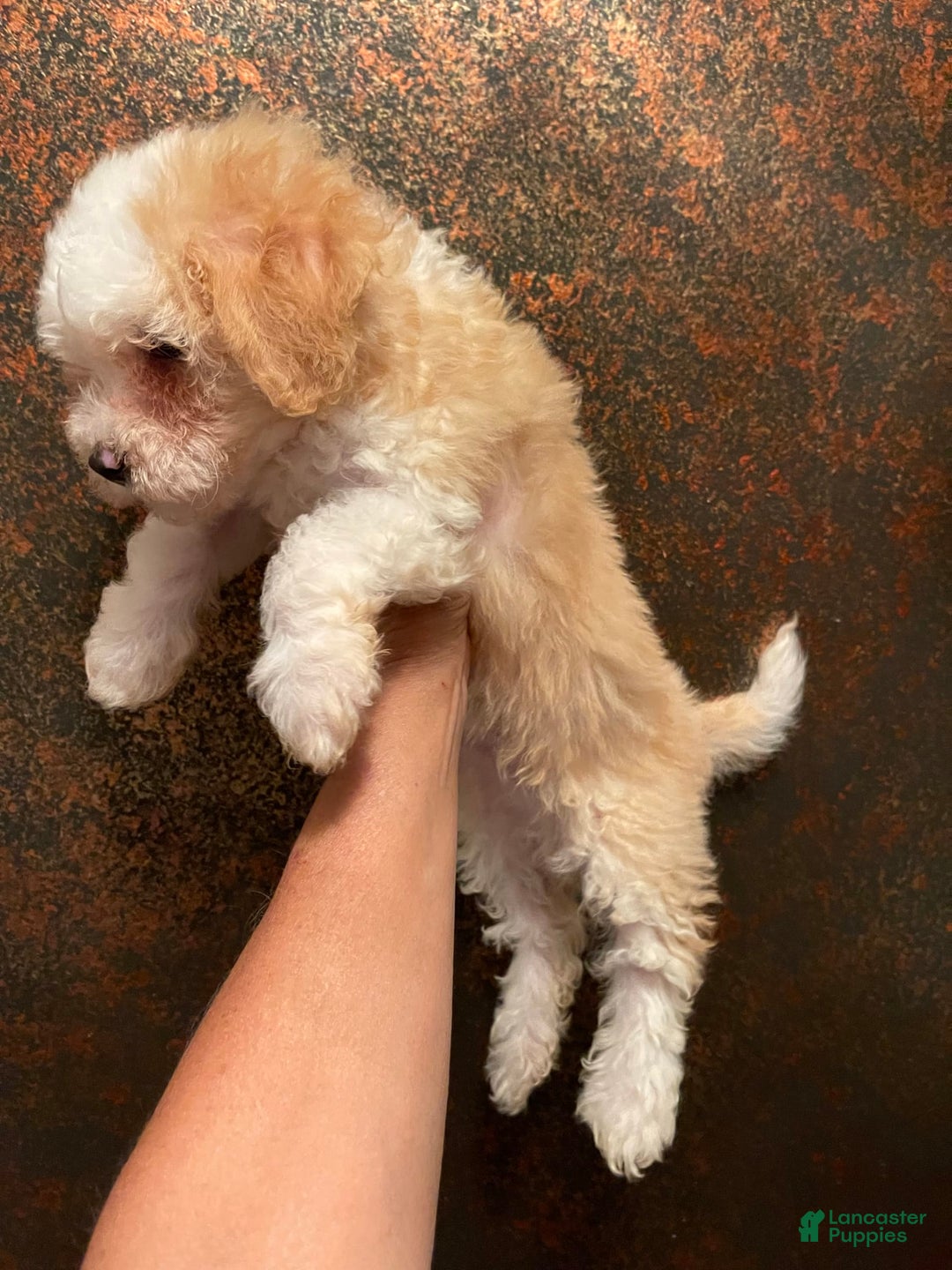Mini Bernedoodle dogs for sale: Peaches N Cream - Image 2