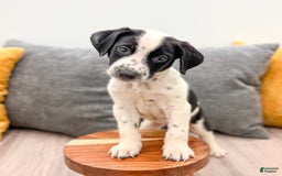 Dalmatian dogs for sale: Manny - Image 1