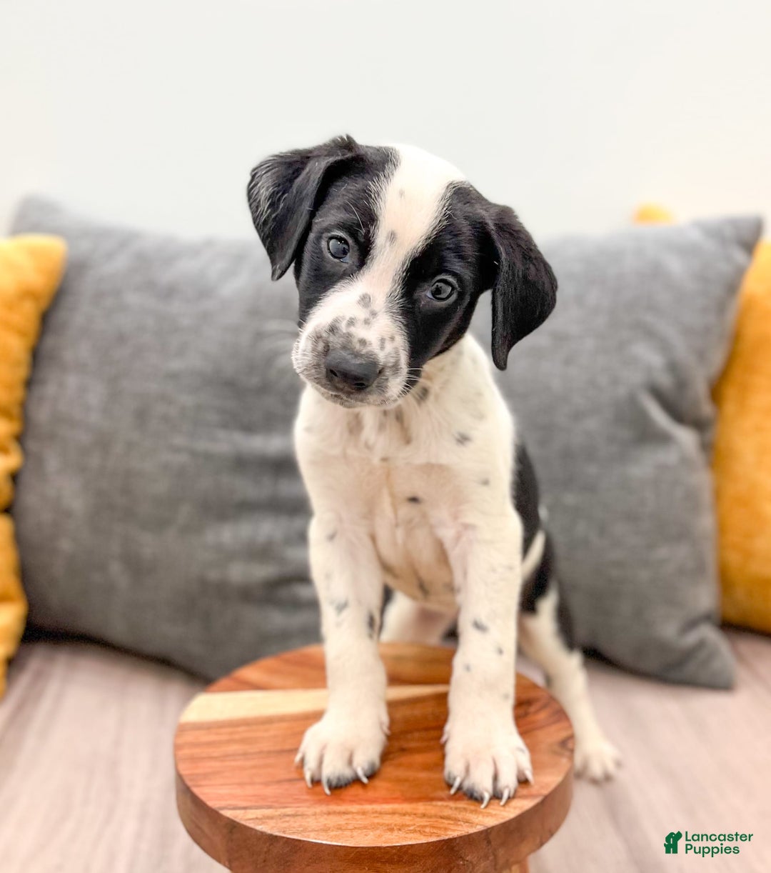Dalmatian dogs for sale: Manny - Image 1