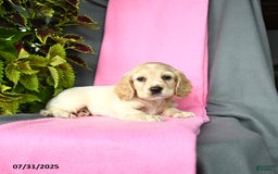 Cocker Spaniel dogs for sale: Elliot - Image 2