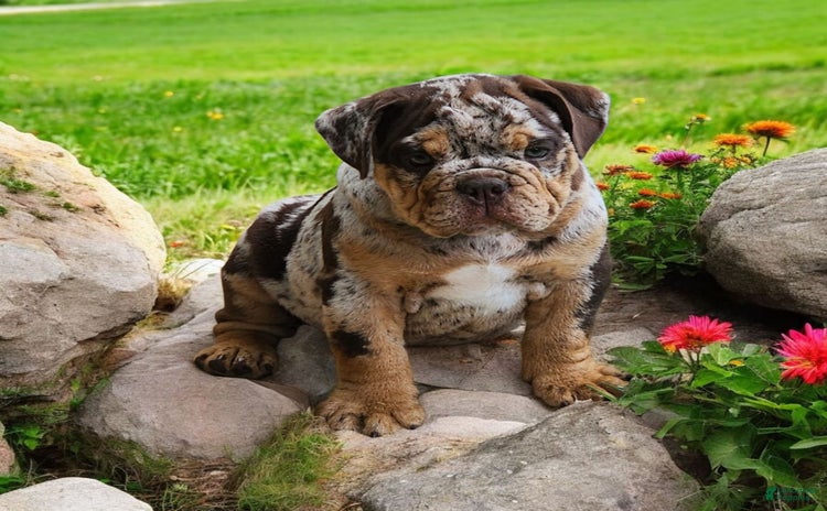 English Bulldog dogs for sale - Ad 2