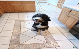 Bernedoodle dogs for sale: Chloe - Image 2