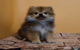 Pomeranian dogs for sale: Ricky - Image 12