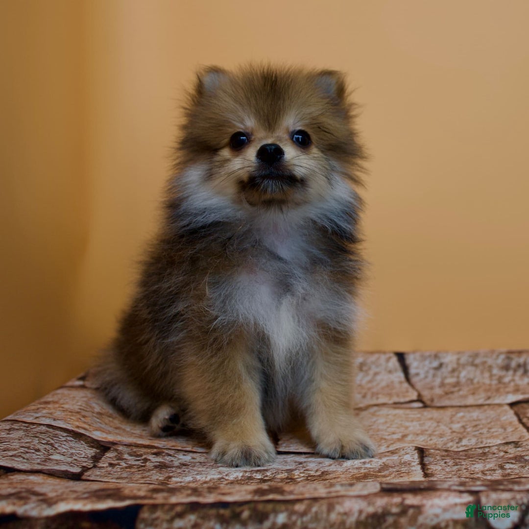Pomeranian dogs for sale: Ricky - Image 12