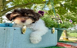 Toy Poodle dogs for sale: Cookie - Image 4