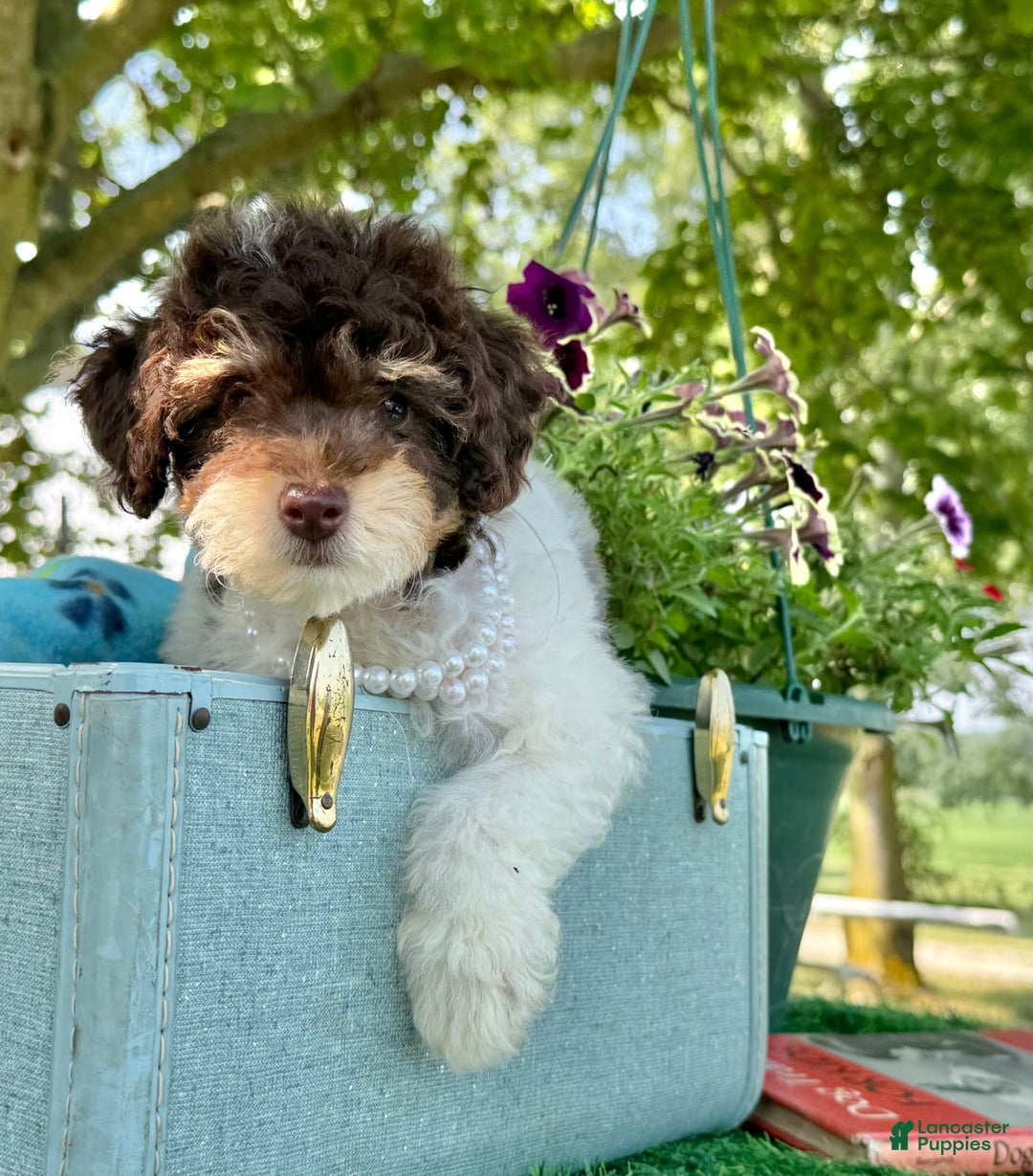Toy Poodle dogs for sale: Cookie - Image 4