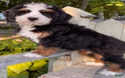 Mini Bernedoodle dogs for sale: ❤️ Boston Ma ❤️ Mini Bernedoodle - Image 23