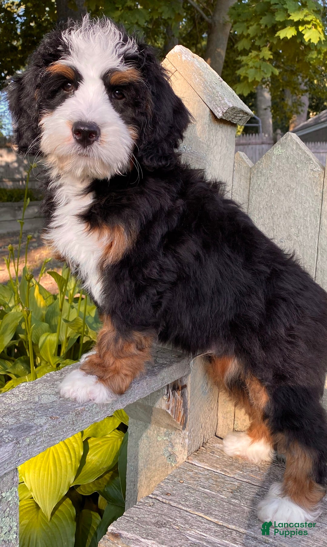 Mini Bernedoodle dogs for sale: ❤️ Boston Ma ❤️ Mini Bernedoodle - Image 23