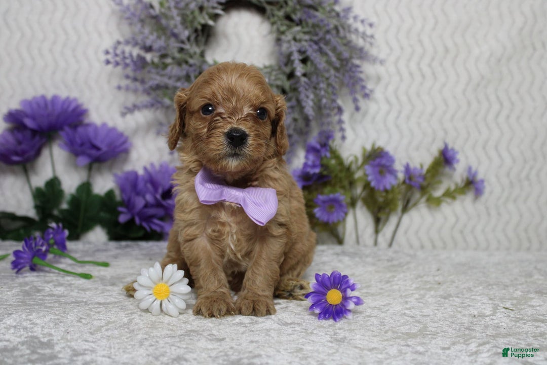 Cavapoo dogs for sale: Phoenix - Image 59