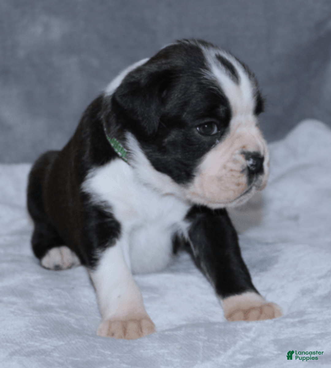 Boxer dogs for sale: Green Collar Male - Image 2