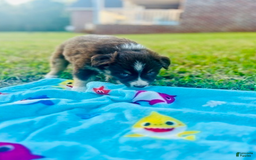 Australian Shepherd dogs for sale: Brody - Image 2