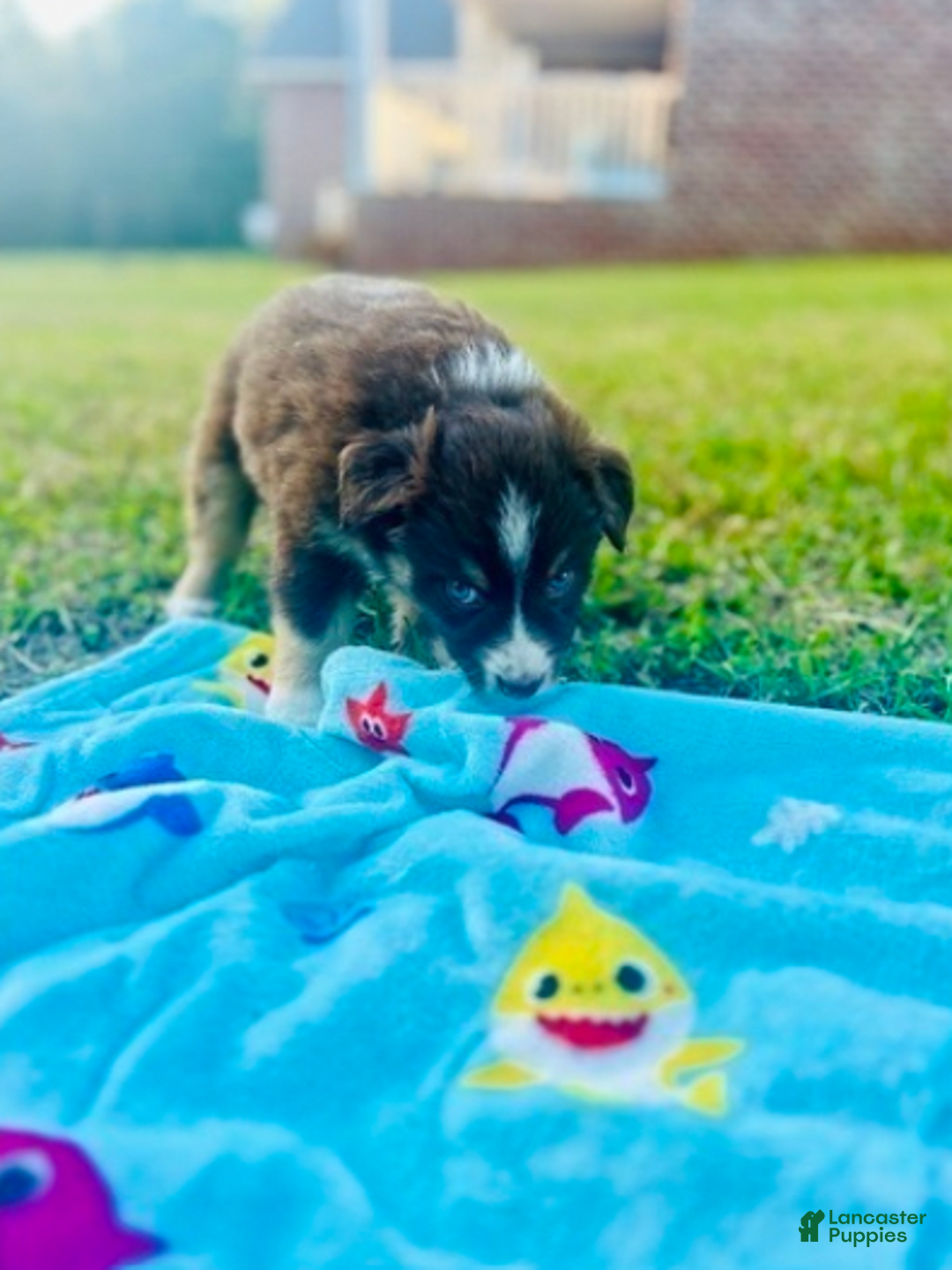 Australian Shepherd dogs for sale: Brody - Image 2