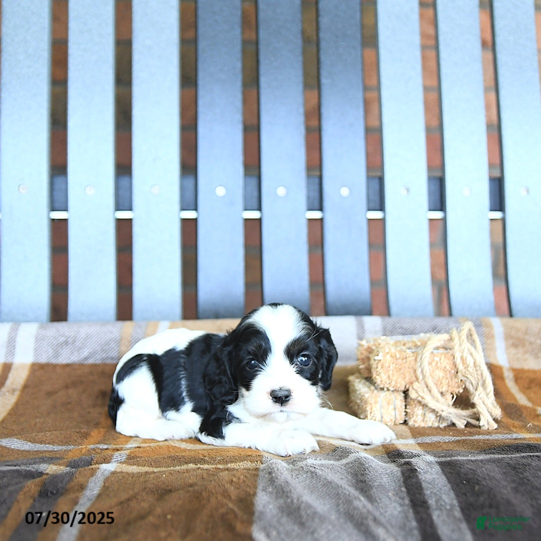 Cocker Spaniel dogs for sale: Kinley - Image 5