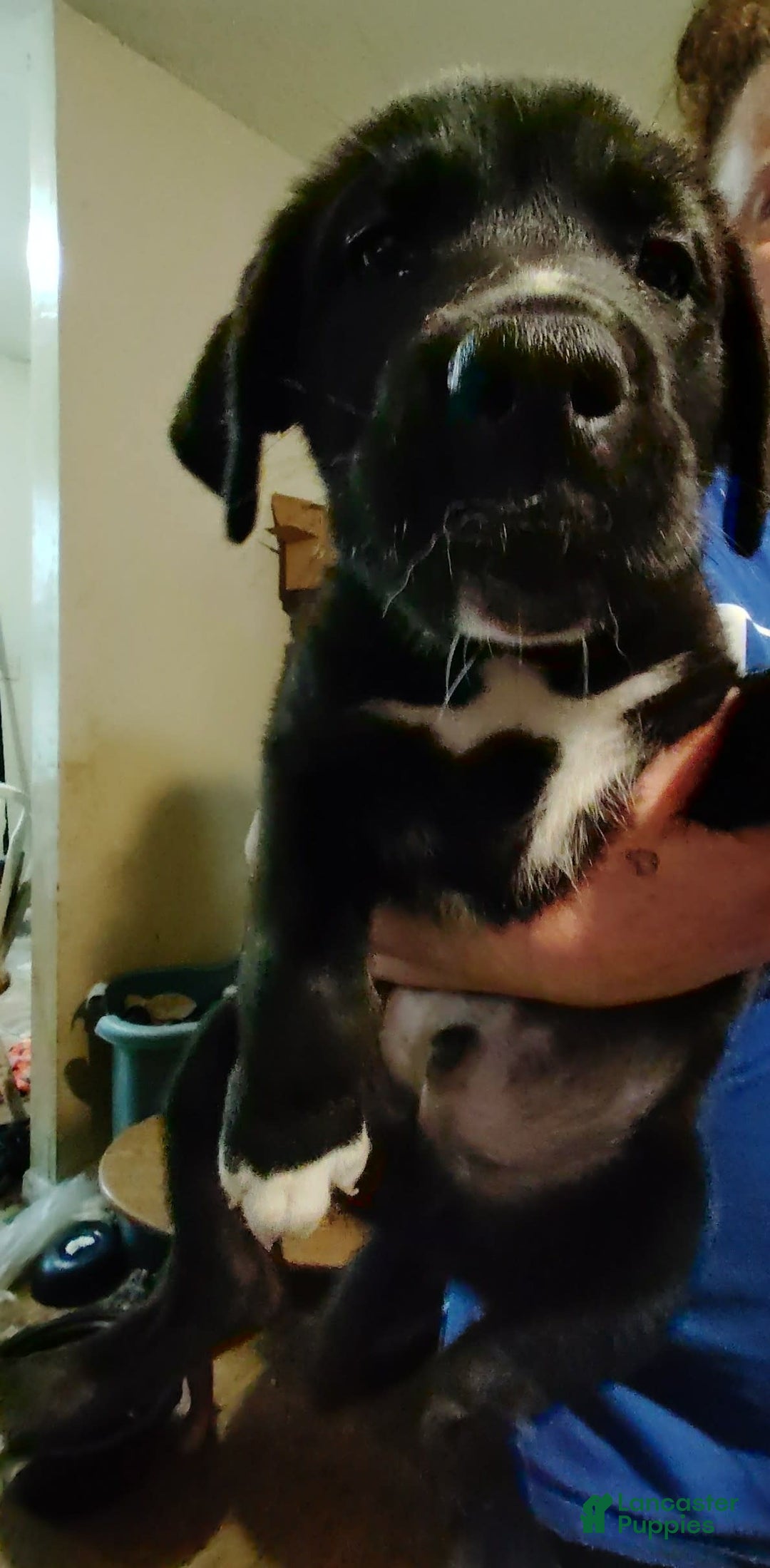 Cane Corso dogs for sale: Cane Corso 2 puppies - Image 1