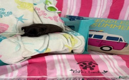 French Bulldog dogs for sale: Akc Black W Sable Overtones - Image 4
