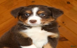 Australian Shepherd dogs for sale: Asia - Image 6