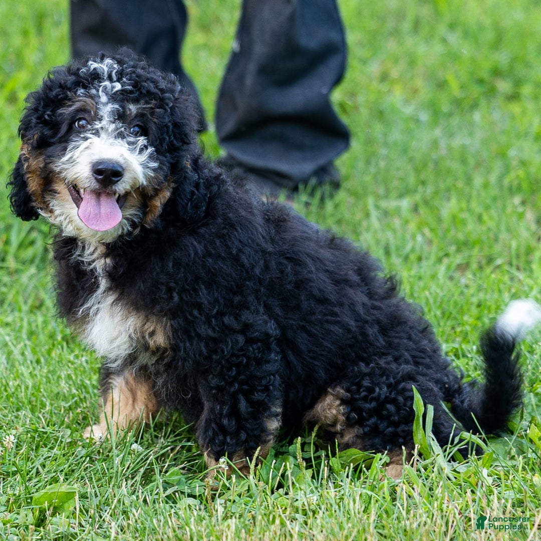 Mini Bernedoodle dogs for sale: Ozzy - Image 11