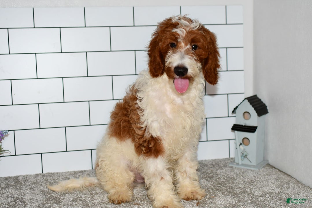 Mini Goldendoodle dogs for sale: Hunter - Image 9