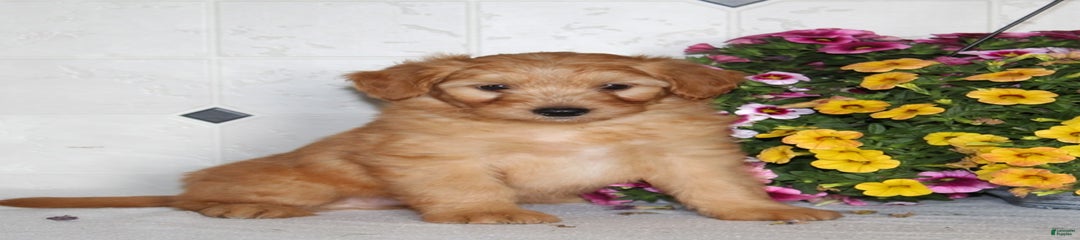 Chip