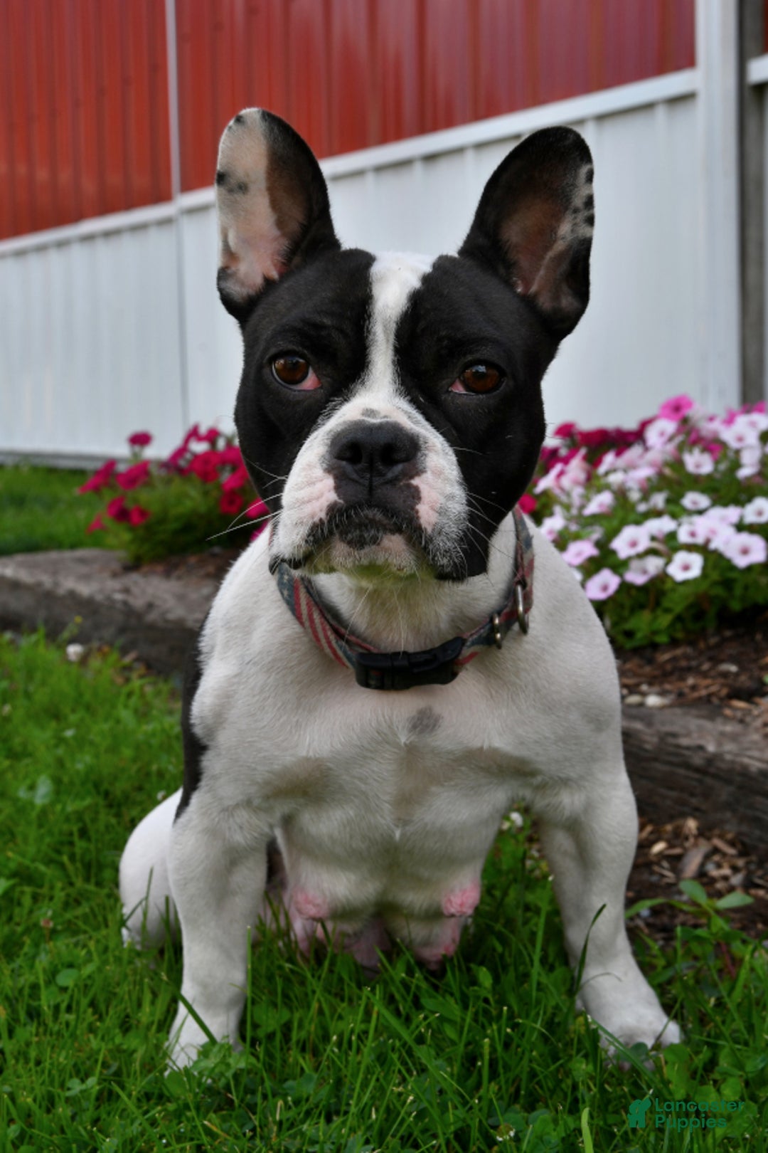 Frenchton dogs for sale: Foxy - Image 4