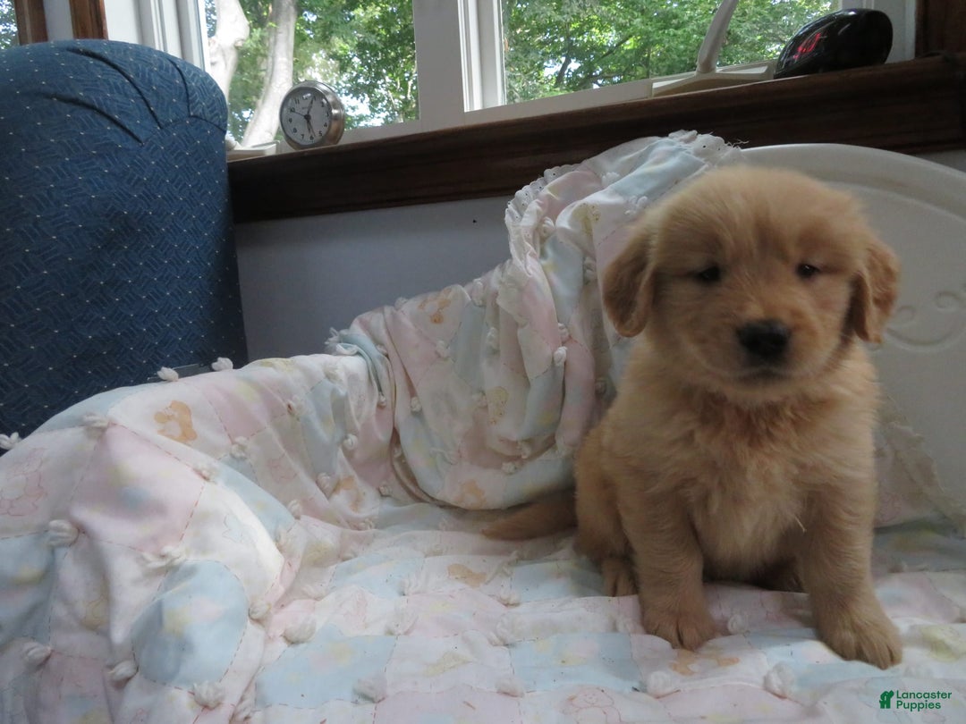 Golden Retriever dogs for sale: Starburst - Image 13