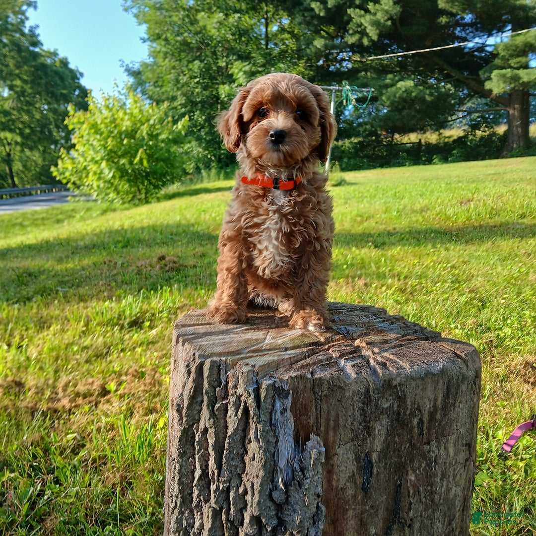 Cavapoo dogs for sale: Sunshine - Image 2