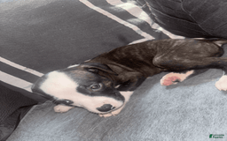 American Bully dogs for sale: Brindle - Image 1