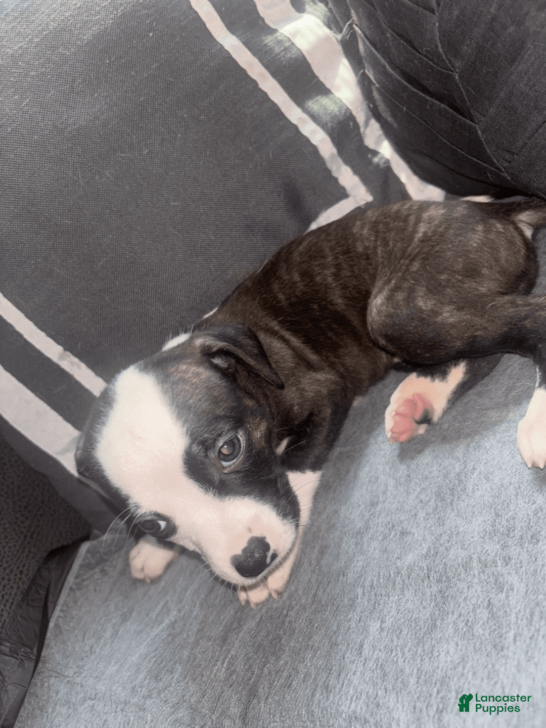 American Bully dogs for sale: Brindle - Image 1